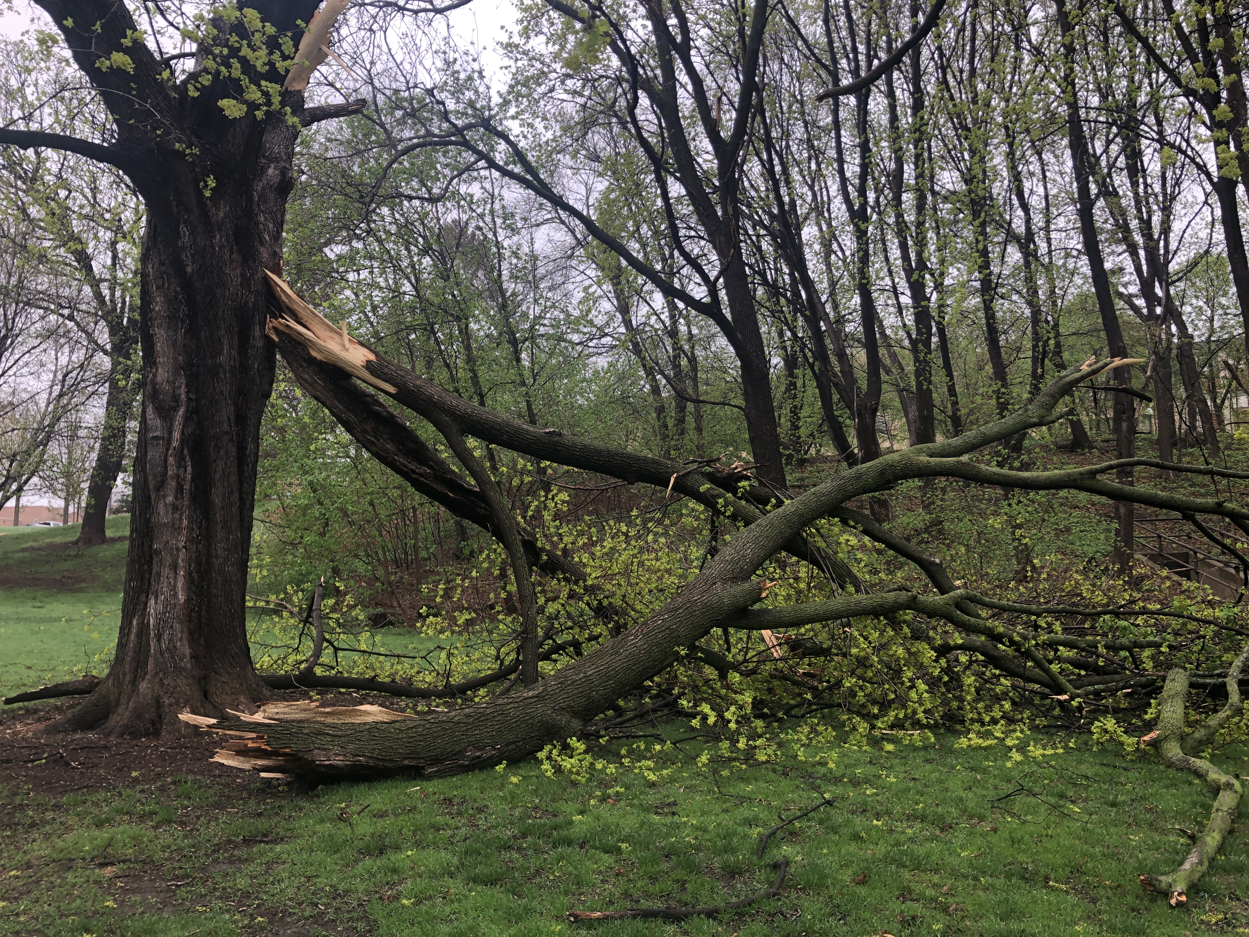 fallen-tree